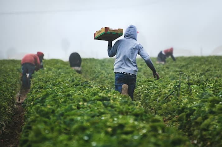 petani sukses